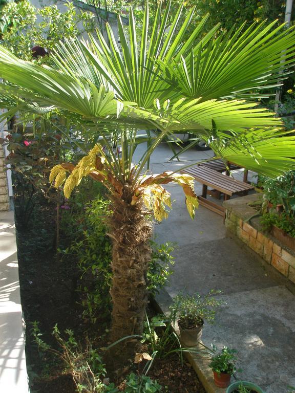 Apartment Rojnic بولا المظهر الخارجي الصورة